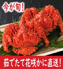 ≪送料無料≫北海道根室産！茹でたて花咲かに