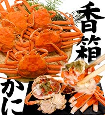 予約販売！香箱蟹 せいこ お試し訳あり5匹 石川県産